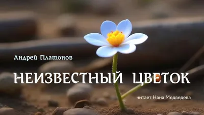 школа #аудио рассказ «Неизвестный цветок» / Андрей Платонов / аудиокнига /  читает Нана Медведева - YouTube