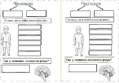 Рабочий лист по теме \"Человек\", 3 класс, \"Школа России\"
