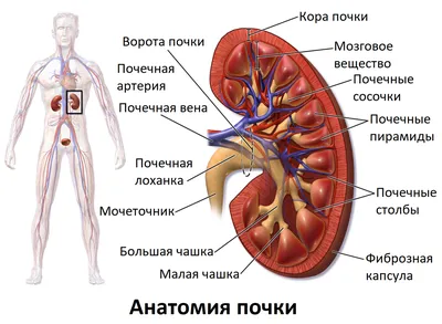 Опущение почки - симптомы и лечение - блог Медюнион