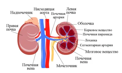 Сегменты почки. Почечные сегменты — каждая почка состоит из 5 сегментов