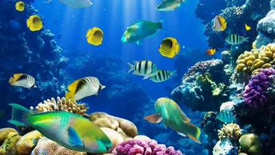 Под водой с смешными рыбами Иллюстрация вектора - иллюстрации насчитывающей  водоросли, рыбы: 82199587