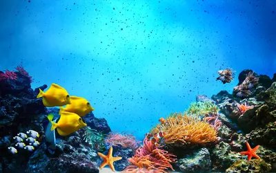 Рыбы под водой - 68 фото