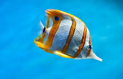 Подводный мир и разнообразие рыб | Обои для телефона