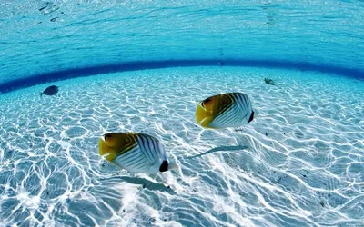 Обнаружены рыбы, которые «задерживают дыхание» под водой