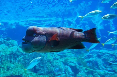 Рыбы под водой арт - 57 фото