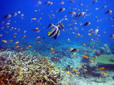 разноцветные рыбки плавают в холодной воде, картинка рыбы, рыбы, природа  фон картинки и Фото для бесплатной загрузки