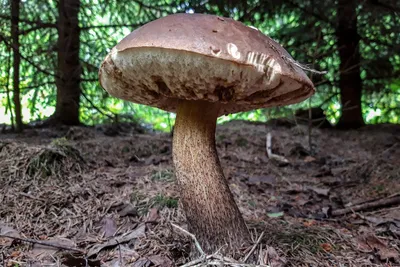 Подберезовик: описание гриба, где растет, виды, съедобность, фото в лесу