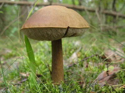 Подберёзовик (Leccinum scabrum) | Дикие грибы, Грибы, Ягоды