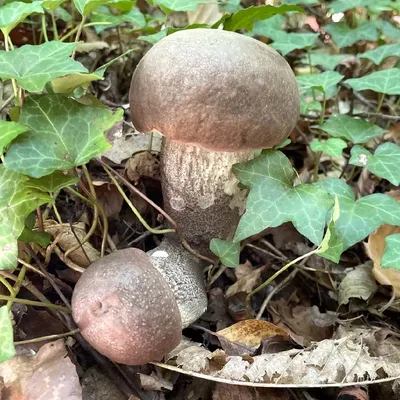 Подберёзовик жестковатый (Leccinum duriusculum) - Picture Mushroom