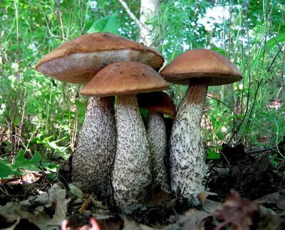 Гриб Подберёзовик обыкновенный Léccinum scábrum - купить мицелий грибов в  интернет-магазине