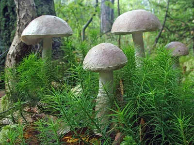 Свежие грибы подберезовики купить в Москве и Подмосковью