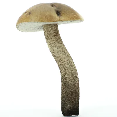 Мицелий грибов \"Подберёзовик\" - купить по выгодным ценам в  интернет-магазине OZOZN (295798878)