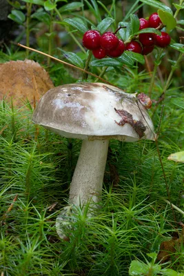 Сьедобный гриб подберёзовик Stock Photo | Adobe Stock