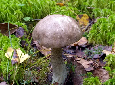 Подберезовик разноцветный (Leccinum variicolor) - грибы России