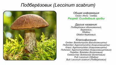 Мицелий Подберезовика болотного / Подберезовик белый (Leccinum holopus)