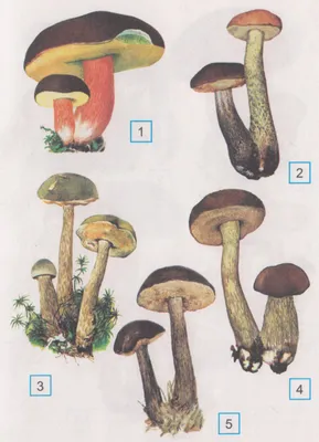 Подберёзовик разноцветный (Leccinum variicolor) – Грибы Сибири