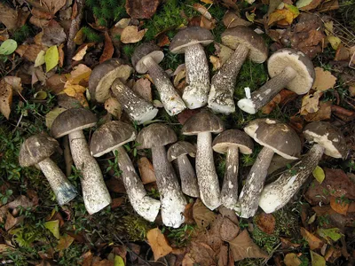 Подберёзовик болотный (Leccinum holopus) - Picture Mushroom