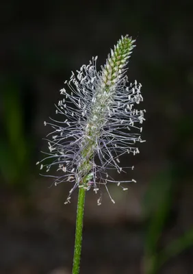 Подорожник Ribwort (lanceolata Plantago) Стоковое Изображение - изображение  насчитывающей засорители, декоративно: 26580053