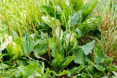 Цветковое растение подорожника с зелеными лист Подорожник Plantago главный  Broadleaf, нога ` S белого человека или большой подоро Стоковое Фото -  изображение насчитывающей зеленый, медицинско: 127014568