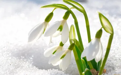 Картинки подснежники, весна, лес, снег, цветы, красиво - обои 2560x1600,  картинка №164647