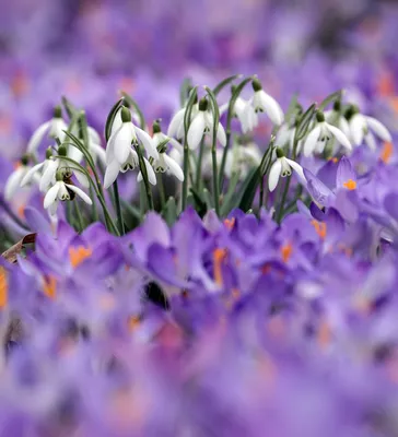 цветы подснежники весенние цветы в лесу Stock Photo | Adobe Stock
