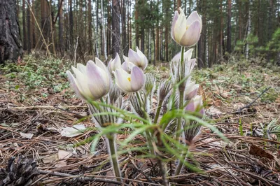 В горах Крыма расцвели подснежники: 10 лучших фото - KP.RU