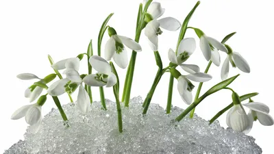 Картинки подснежники, зима, весна, цветы, красиво, снег - обои 1600x900,  картинка №163615