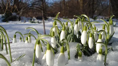 Фотография в снегу цветок Подснежники 1920x1080