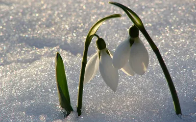 Обои подснежники, снег, весна, цветы, стебель картинки на рабочий стол,  фото скачать бесплатно