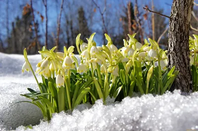 Картинка: снег, весна, подснежники | Beautiful pictures, Spring photos, Red  books