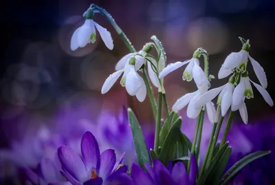 Обои подснежники, цветы, снег, весна, макро картинки на рабочий стол, фото  скачать бесплатно