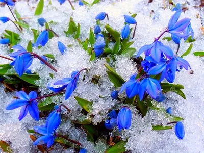 Фотография Цветы снеге Галантус