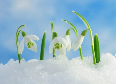 Скачать обои снег, весна, подснежники, белые, бутоны, раздел цветы в  разрешении 1024x768