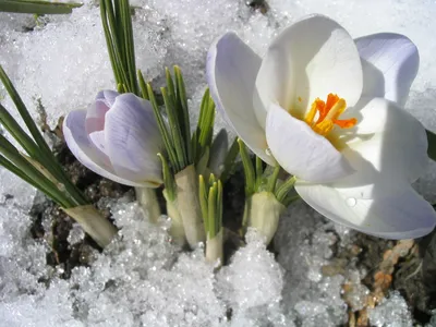 Обои подснежники, зима, снег, цветы картинки на рабочий стол, фото скачать  бесплатно