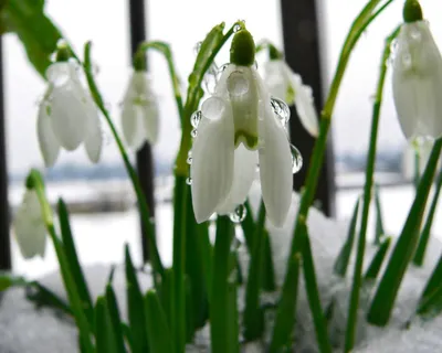 Обои снег, подснежники, весна, цветы на рабочий стол