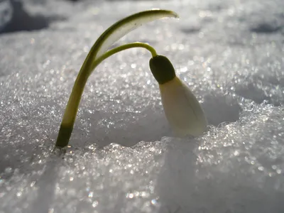 Подснежник прорастает сквозь толстый слой снега, первые весенние цветы  ранней весной | Премиум Фото