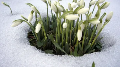 Красивые подснежники в корзине на снегу, на фоне природы зимой :: Стоковая  фотография :: Pixel-Shot Studio