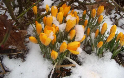 Скачать обои снег, весна, подснежники, раздел цветы в разрешении 2232x1484  | Цветы, Весна, Обои