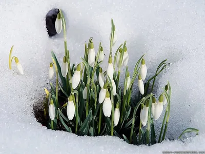 Цветы, Подснежники, Весна, Снег (5616x3744) - обои для рабочего стола