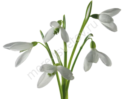 День подснежника: можно ли найти в Томске редкий цветок?