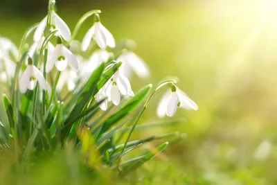 Подснежник белоснежный / Galanthus nivalis - Луковицы Подснежников - купить  недорого подснежники в Москве в интернет-магазине Сад вашей мечты