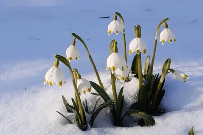 Первые весенние подснежники в снежном мягком фокусе на цветах размытый фон  И картинка для бесплатной загрузки - Pngtree