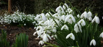 Galanthus Nivalis подснежник в саду Стоковое Фото - изображение  насчитывающей культивирование, цветок: 215582632