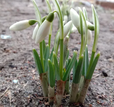 В Витебске распускаются подснежники, пришла весна | Народные новости  Витебска