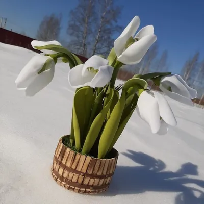 Подснежники зацвели в Алматы