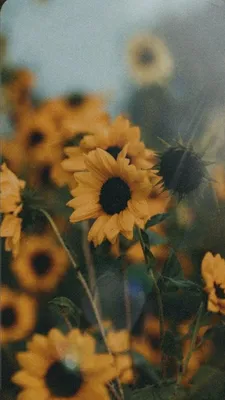 Обои для рабочего стола подсолнухи | Field wallpaper, Sunflower wallpaper  hd, Sunflowers background