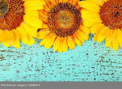 Подсолнухи на черном фоне. Арт. Sunflowers on a black background. Art.)