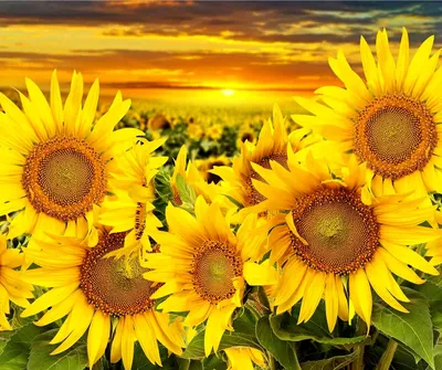 красивые подсолнухи на закате. среди прочего, украина известна своими  бесконечными полями подсолнухов Стоковое Фото - изображение насчитывающей  желтый, цветок: 268618194
