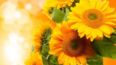 Обои Подсолнухи, 5k, 4k, 8k, цветы, поле, желтый, Sunflowers, 5k, 4k  wallpaper, 8k, flowers, field, yellow, Природа #5472