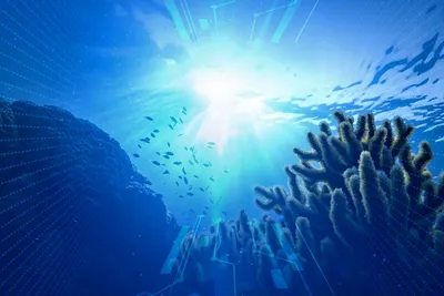 Коралловый риф подводный мир красивый океанский фон, океан, подводный мир,  Всемирный день океана фон картинки и Фото для бесплатной загрузки